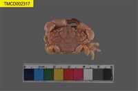 藏品(肉球皺蟹)的圖片